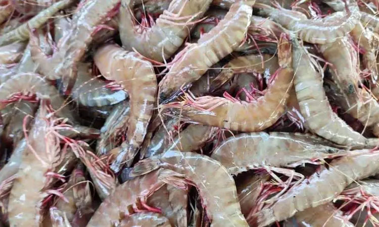 Kerala govt convenes meeting to discuss US shrimp export ban