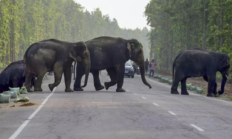 Over 2,500 people died in five years in human-elephant conflicts: Govt data