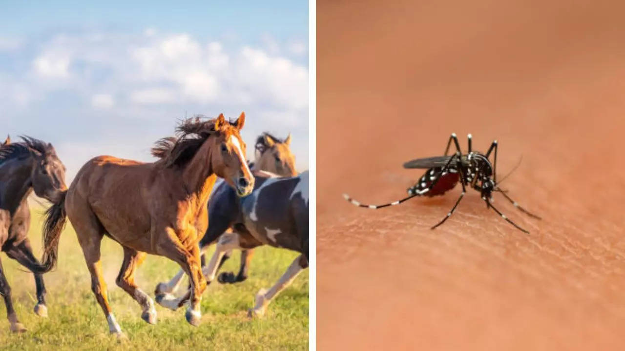 Rare And Deadly Equine Virus Spreads In NY; Can Infect Humans Via Mosquitoes