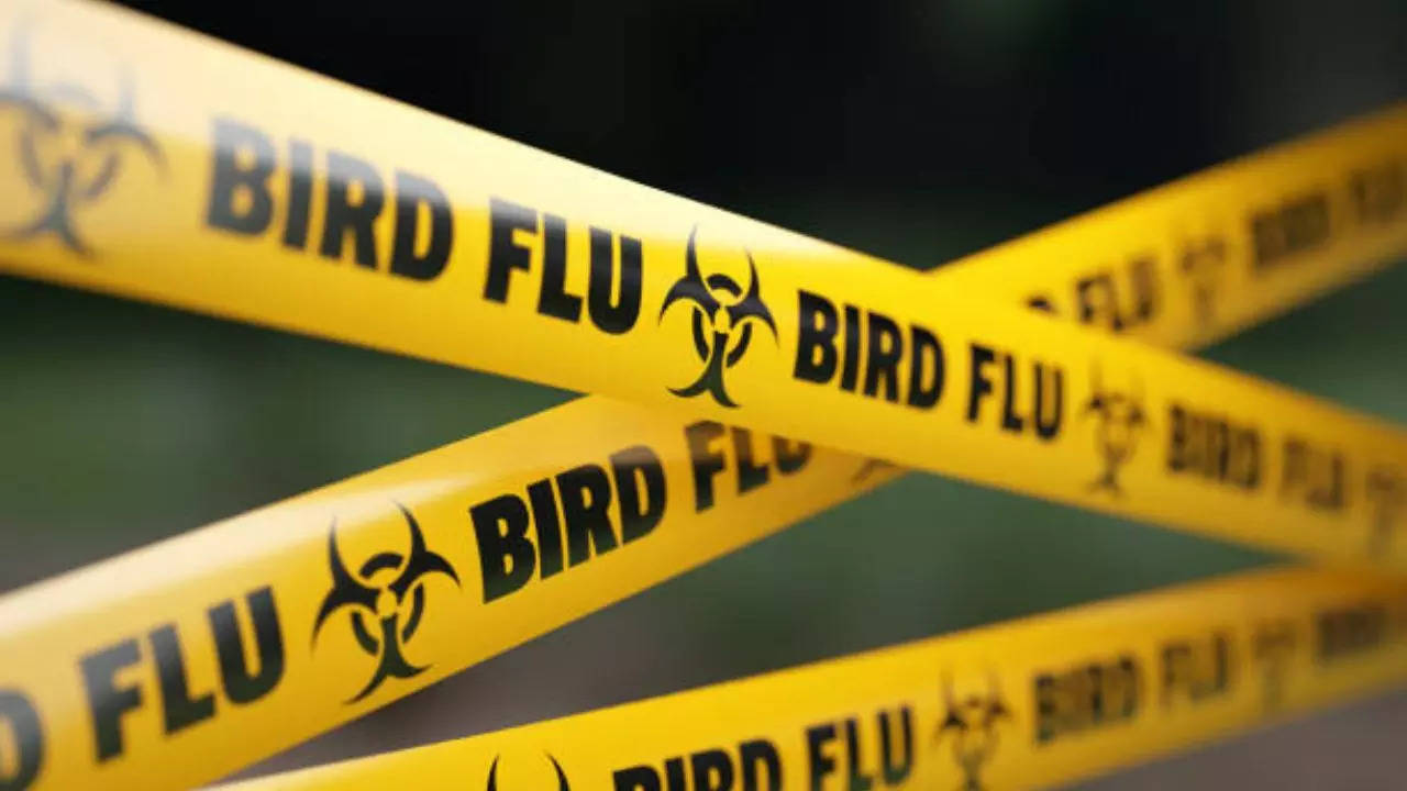 Odisha Begins Culling Birds After Avian Flu Outbreak; Know The Symptoms And Ways To Prevent It