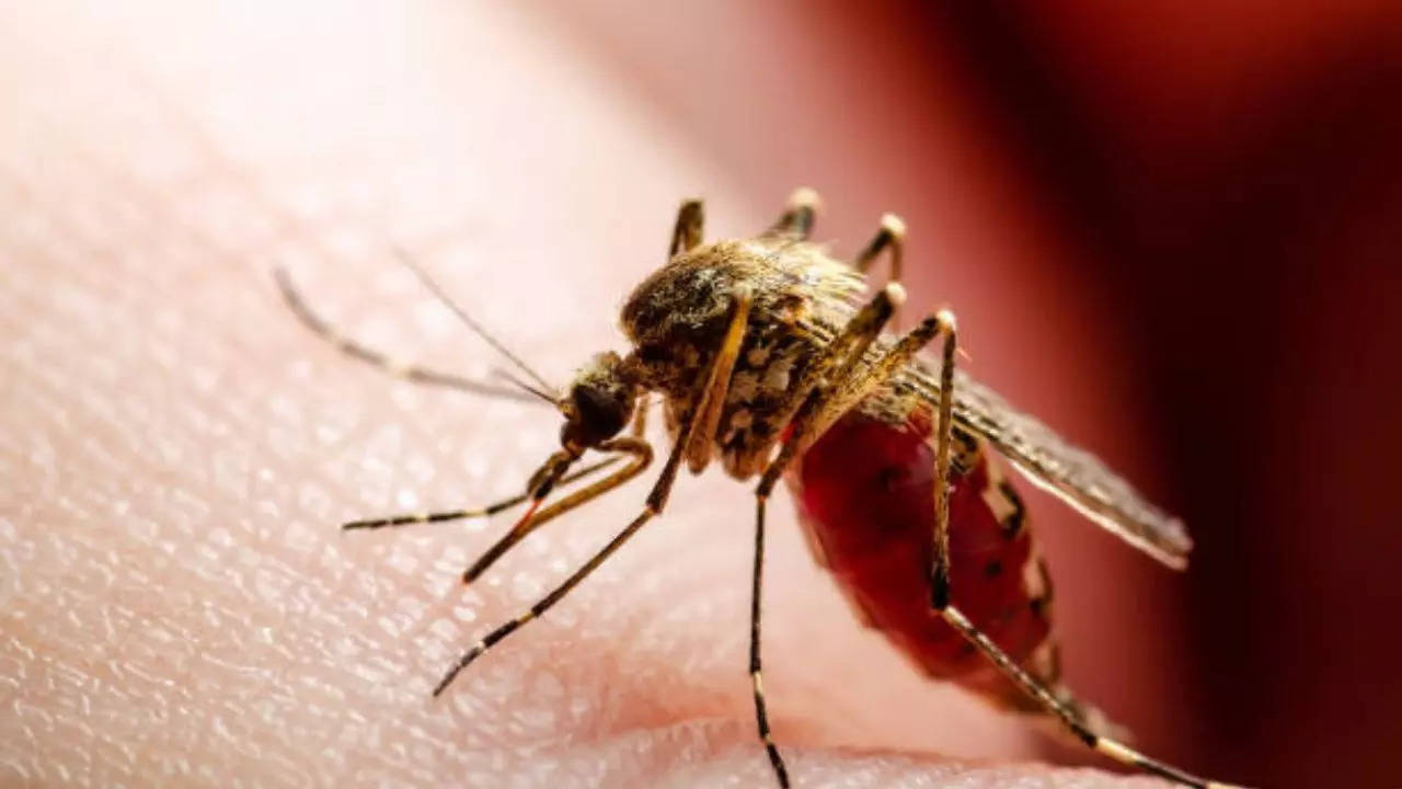 mosquito-borne infection kills new hampshire resident; what is spreading eastern equine encephalitis virus in the us?