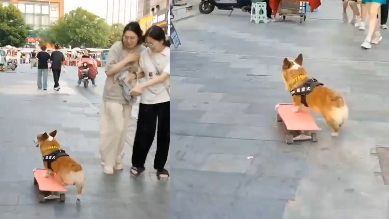 watch: dog skates through busy market, video leaves internet in awe