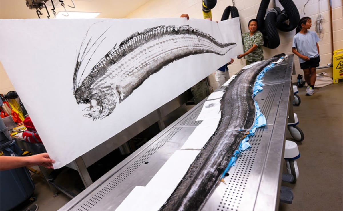 Gyotaku artist Dwight Hwang makes a print of the oarfish for archiving.