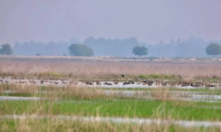 3 more Indian wetlands get Ramsar site tag