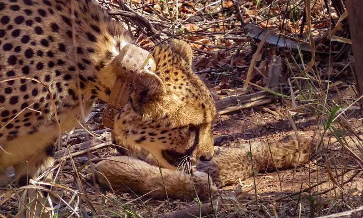 Cheetahs set to roam free in Kuno after year-long enclosure stay