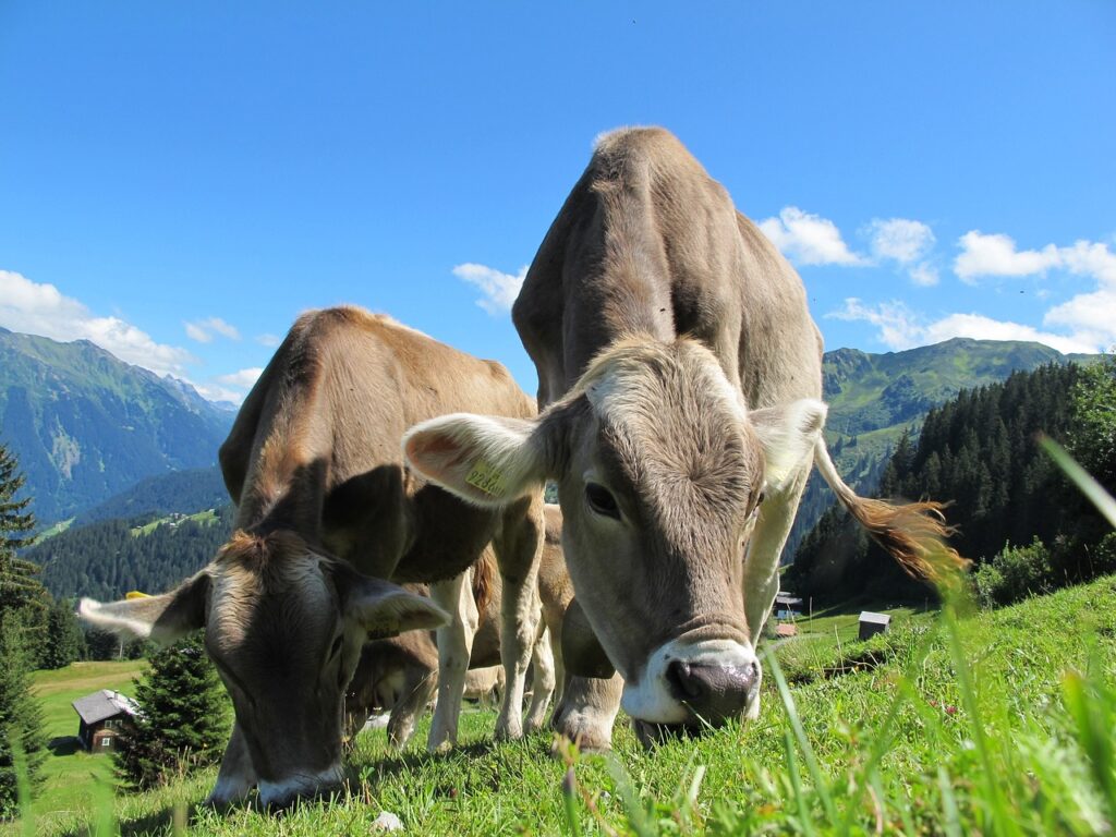 Heat stress could threaten health of one billion cows