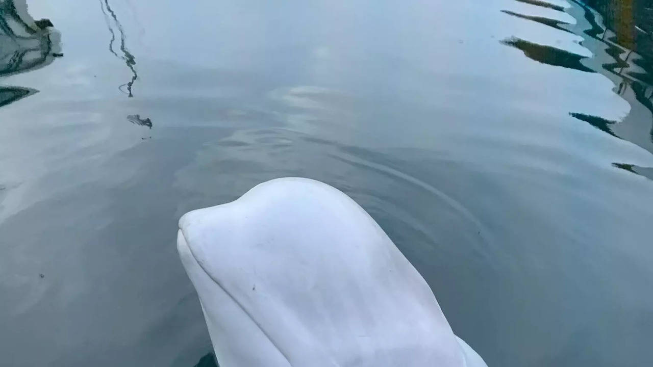 'russian spy' beluga whale hvaldimir found dead in norway