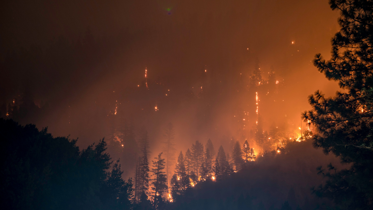 fire erupts in sandringham, melbourne, photos show flales engulfing cyprus bush | watch