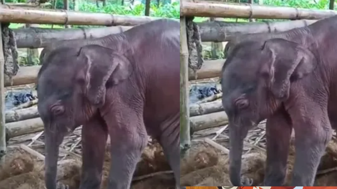 forest officials rescue, nurture premature elephant calf: watch heartwarming tale of survival