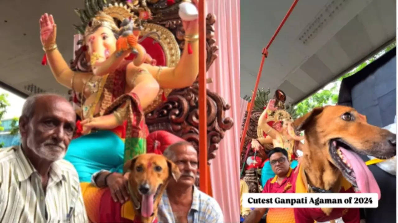 'cutest ganesha welcome': dog dressed up joins ganesh puja in mumbai’s bandra | video