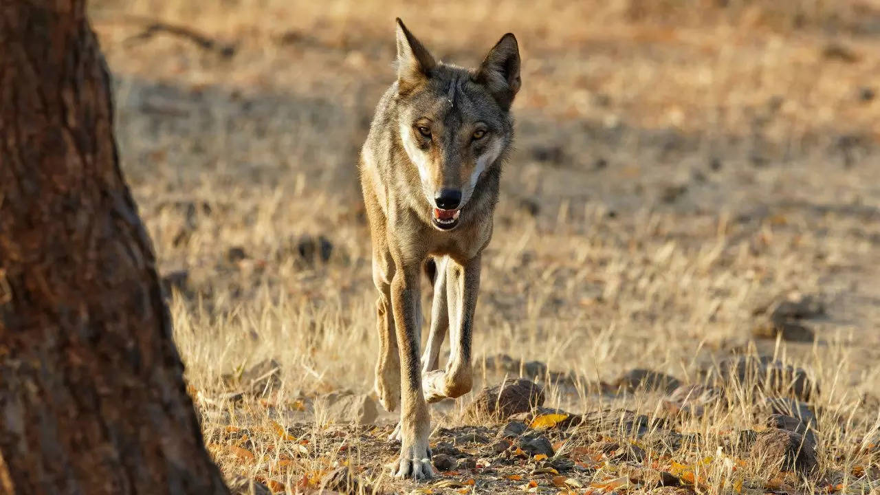 'rabies' or 'distemper' virus could be reason for wolf attacks in bahraich: expert