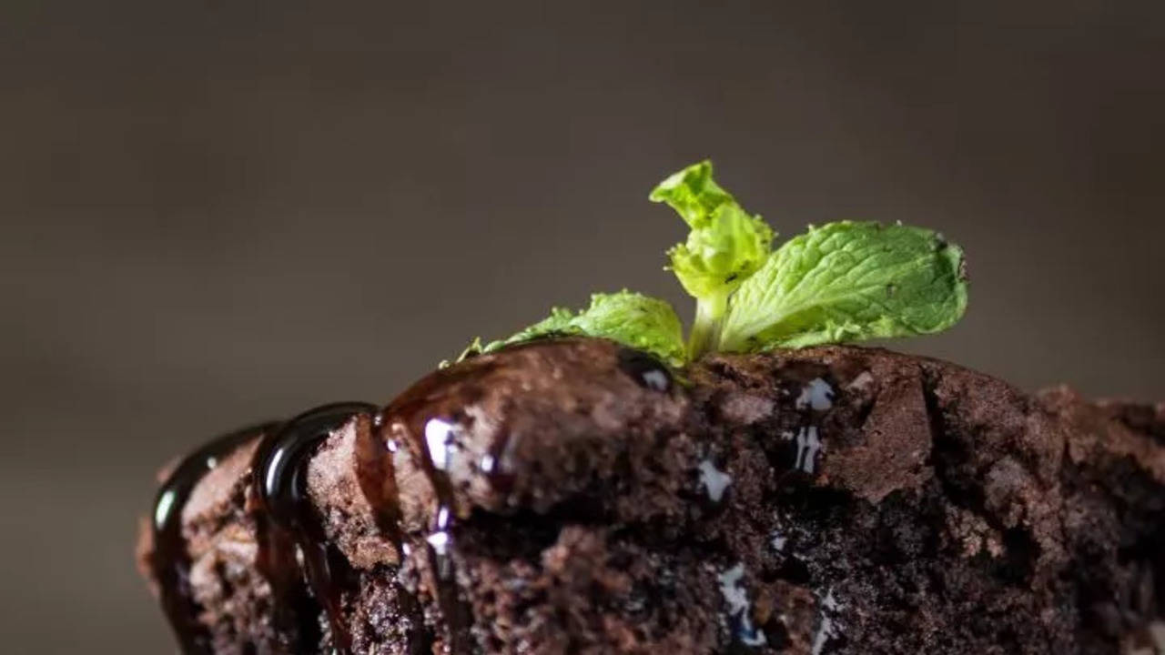 this international chocolate day bake eggless millet chocolate brownie for kids tiffin