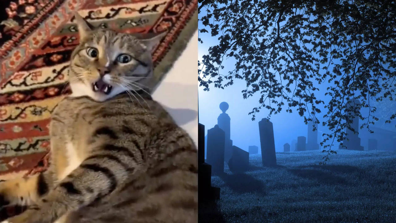 viral video: this cat vocalises like a ‘horror movie soundtrack’