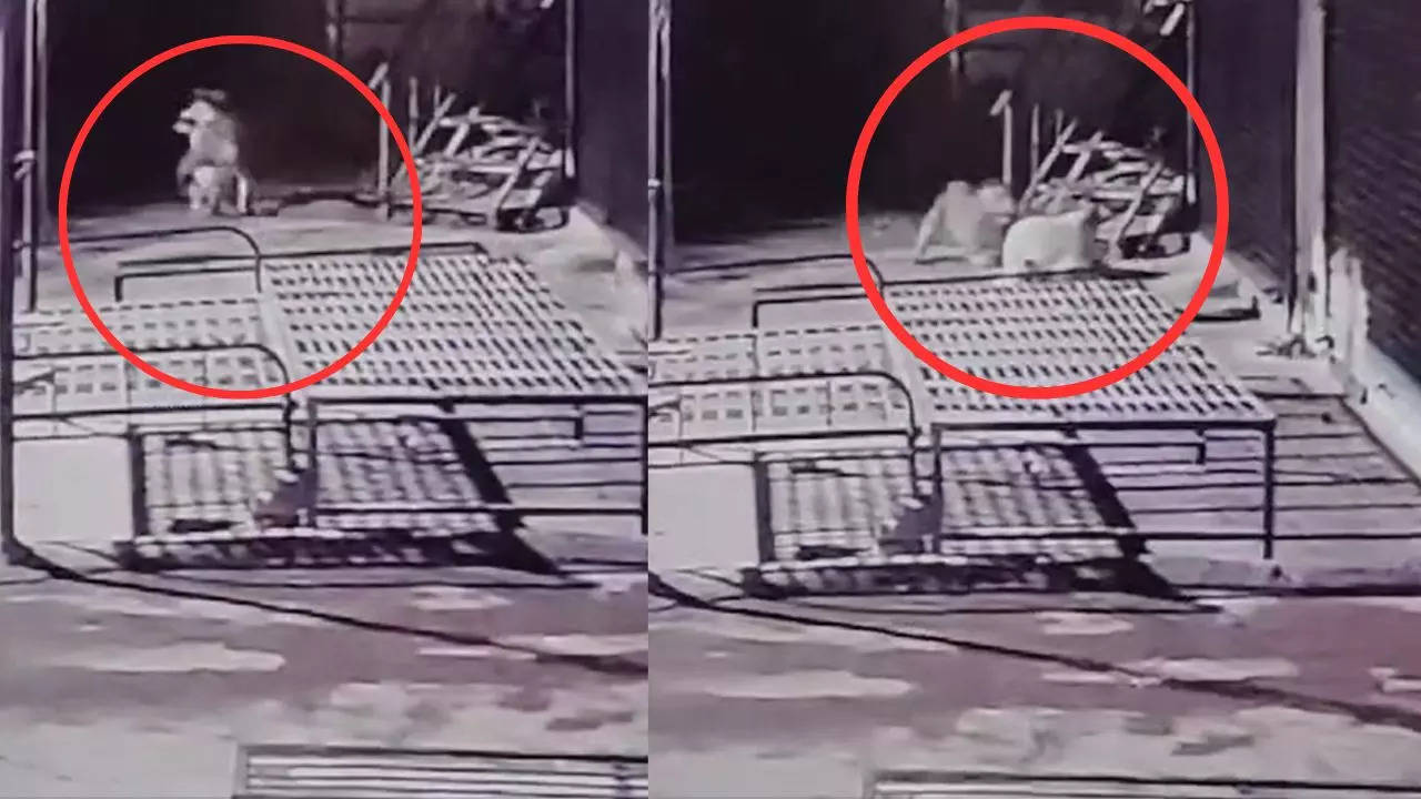 leopard attack in pune caught on cctv, pet dog falls prey to the big cat