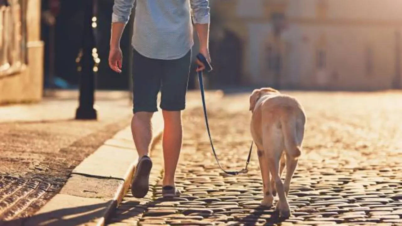 injuries related to dog walking on the rise among adults and children in the us