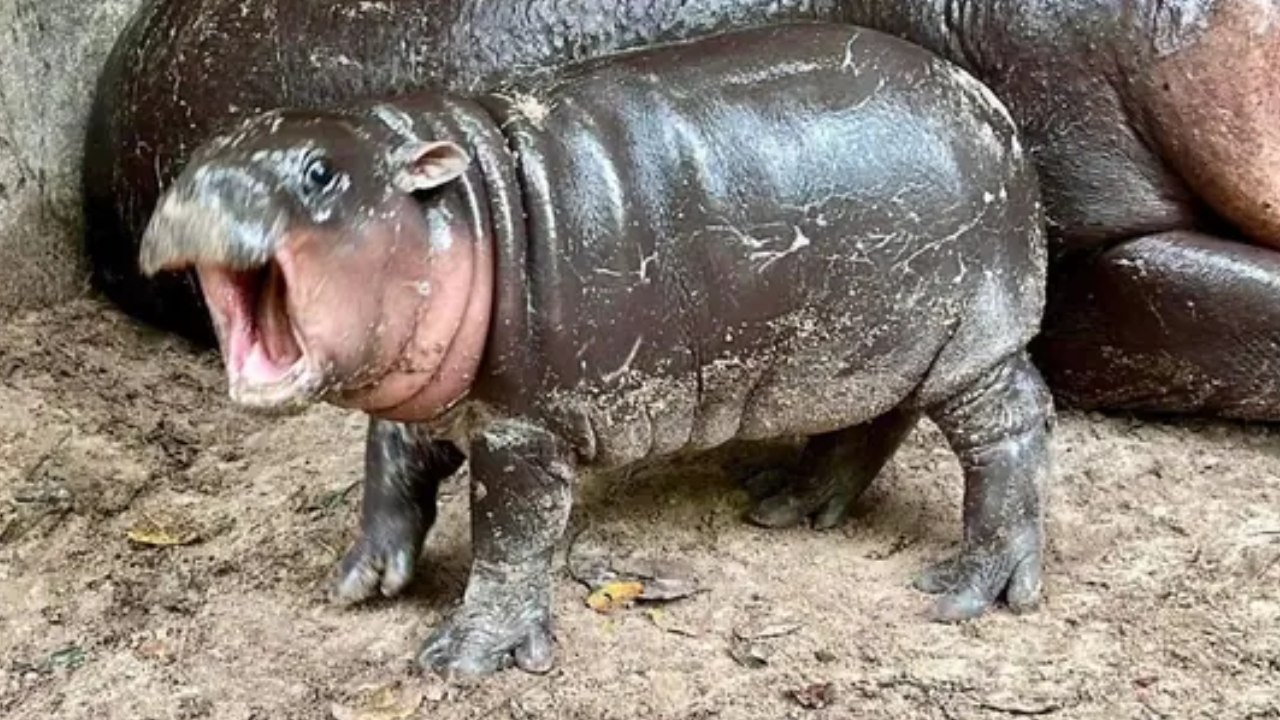 price of viral fame! baby hippo faces harassment amid global stardom at thailand zoo