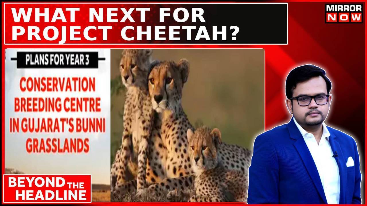 audit report flags serious concerns; kuno built for lions, funded for cheetahs? | beyond headline