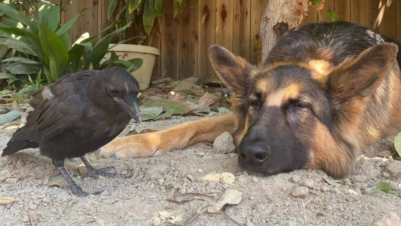 this crow fell down a 100-foot tree, then a human and her german shepherd raised him