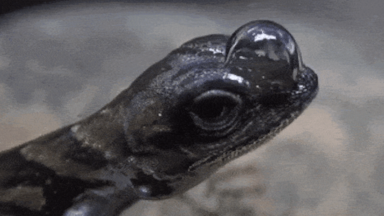 mini scuba-diving marvel: lizard’s air tank is right on its nose