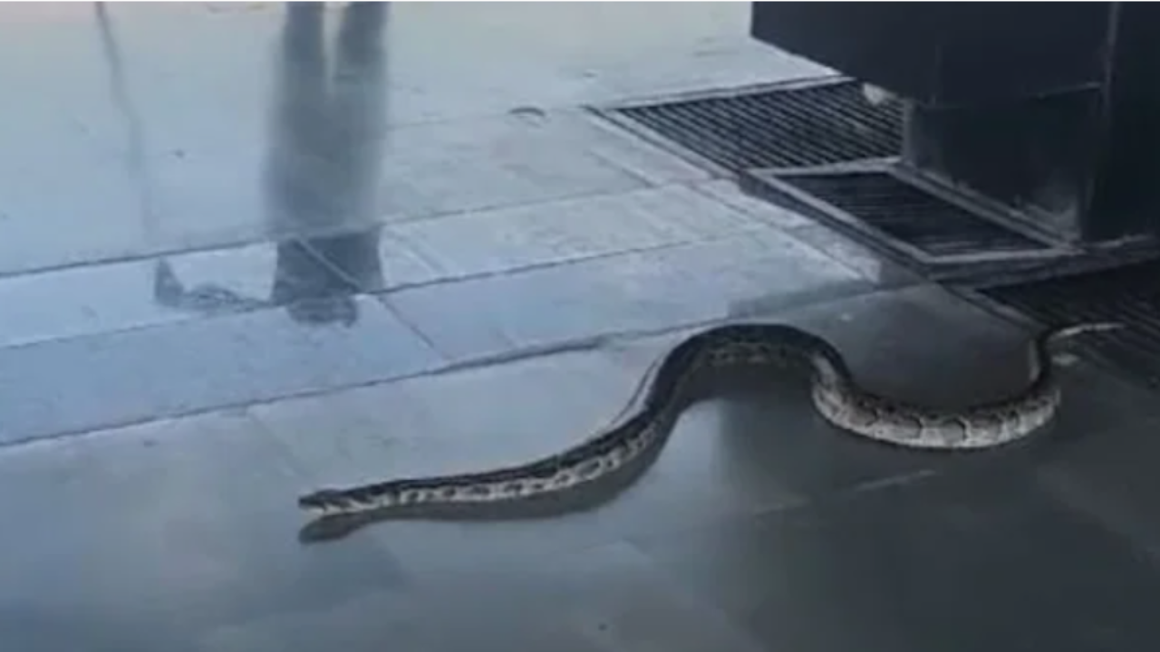 video: 6-foot-long snake slithers into rishikesh railway station, causes panic among passengers