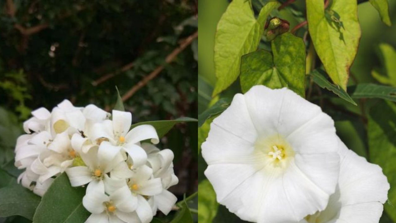 flowering plants that blooms at night