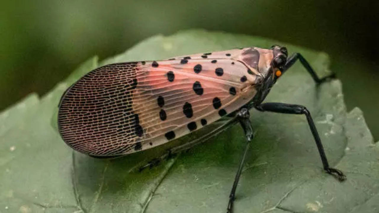 ohio counties are under quarantine for spotted lanternfly lorain columbia mahoning