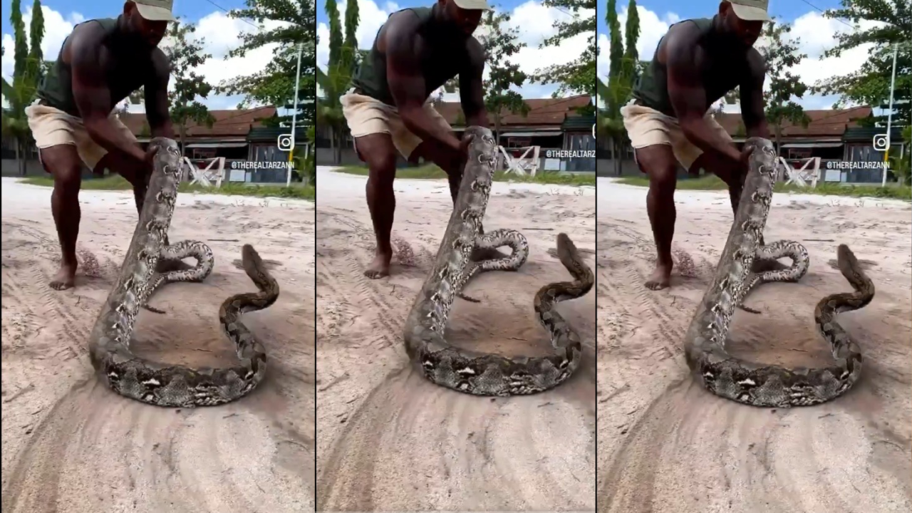 viral video shows man's tense encounter with lunging snake, here’s what happens next