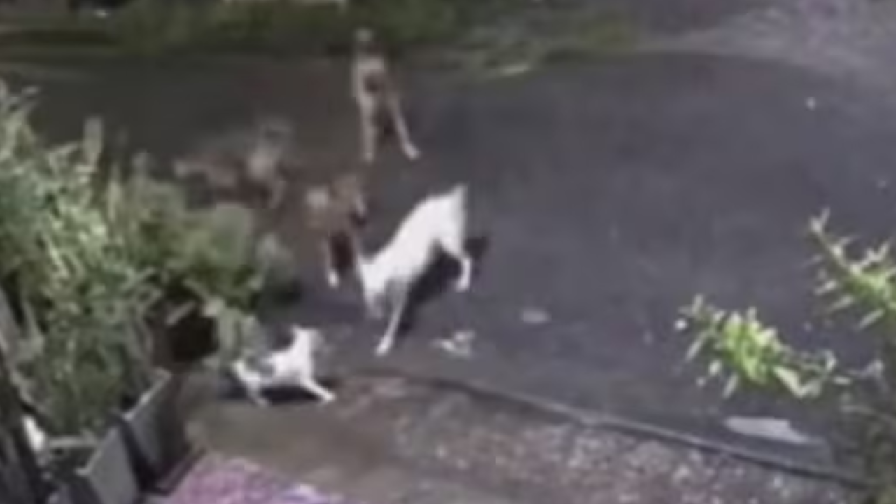 heroic cat saves fellow feline from pack of 4 dogs, internet says ‘absolute legend’