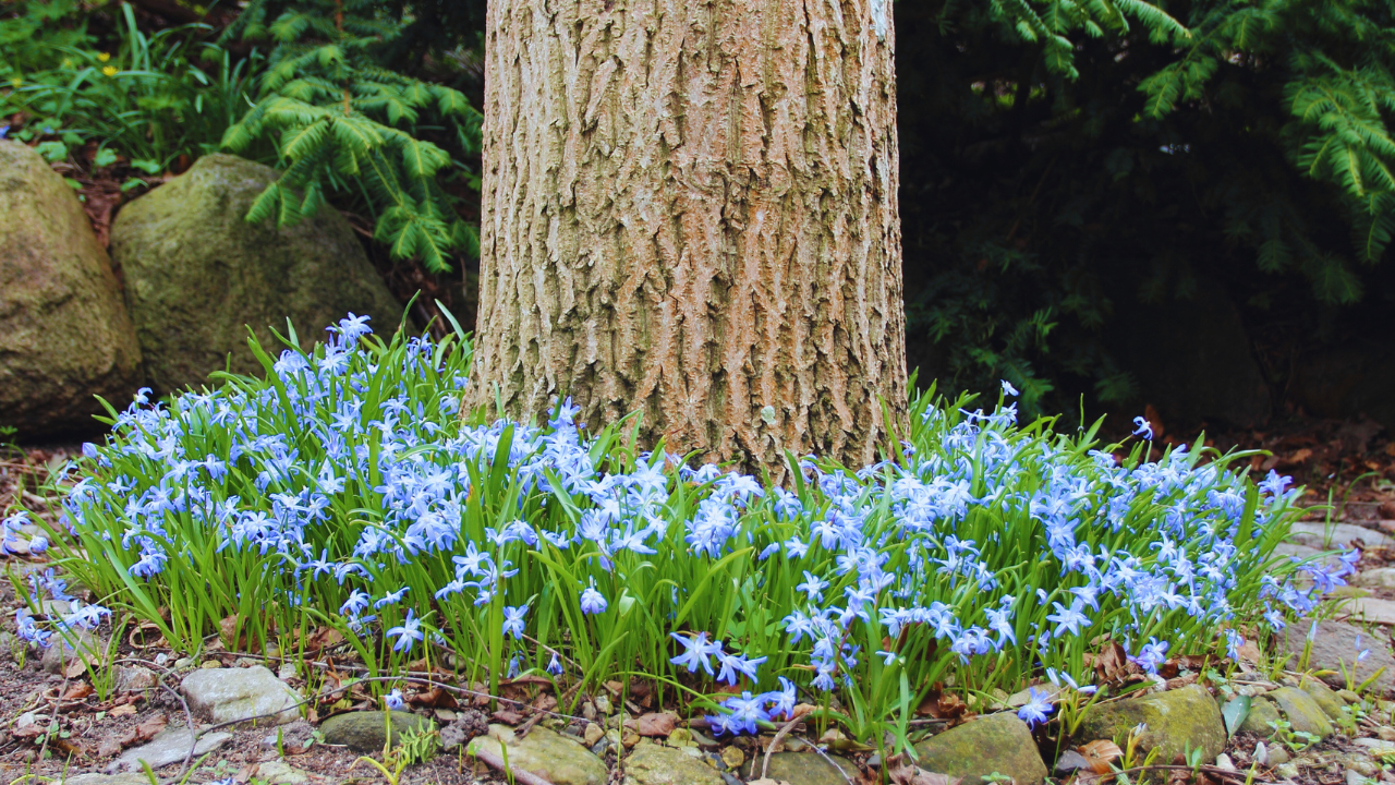 8 creative ideas to create beautiful flower beds around trees