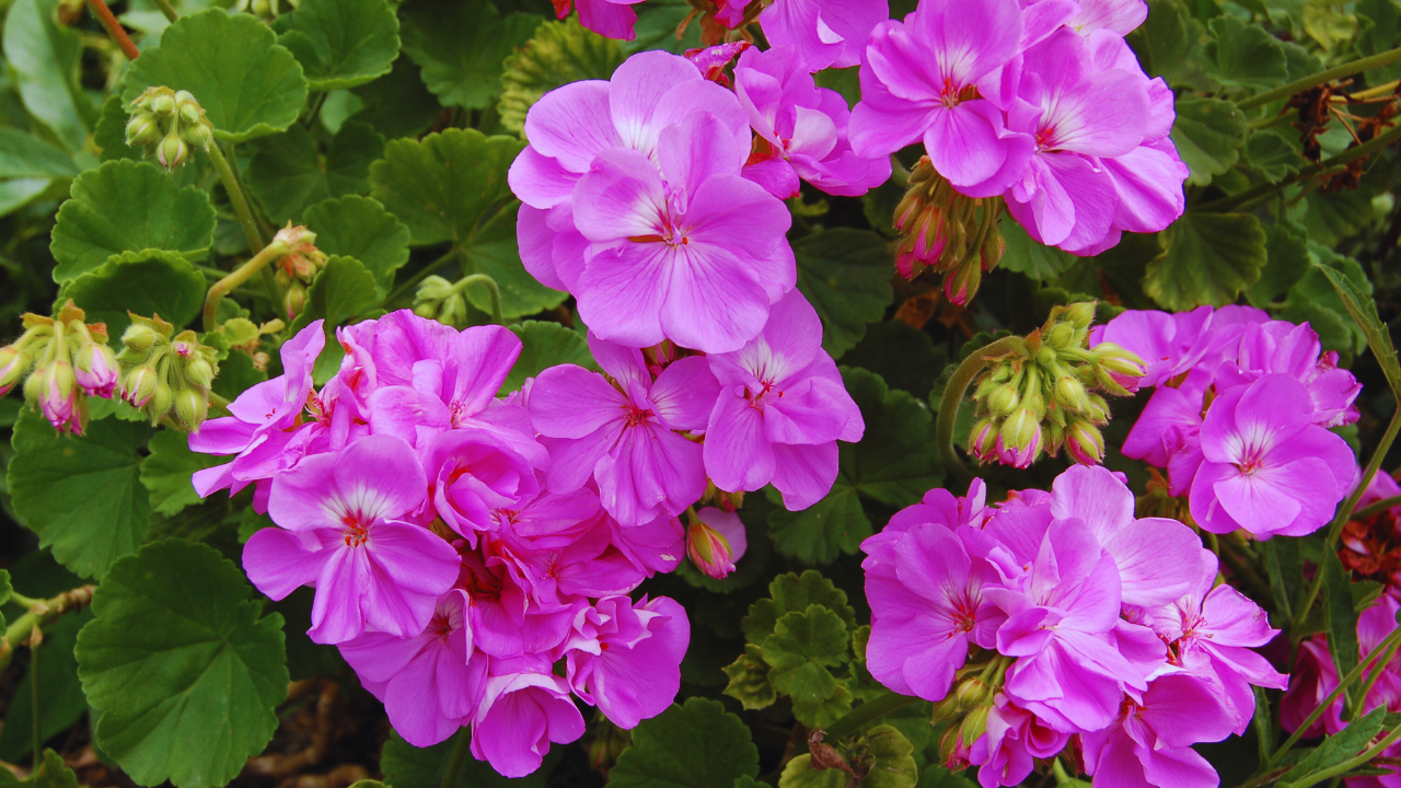 how to grow healthy geraniums in pots