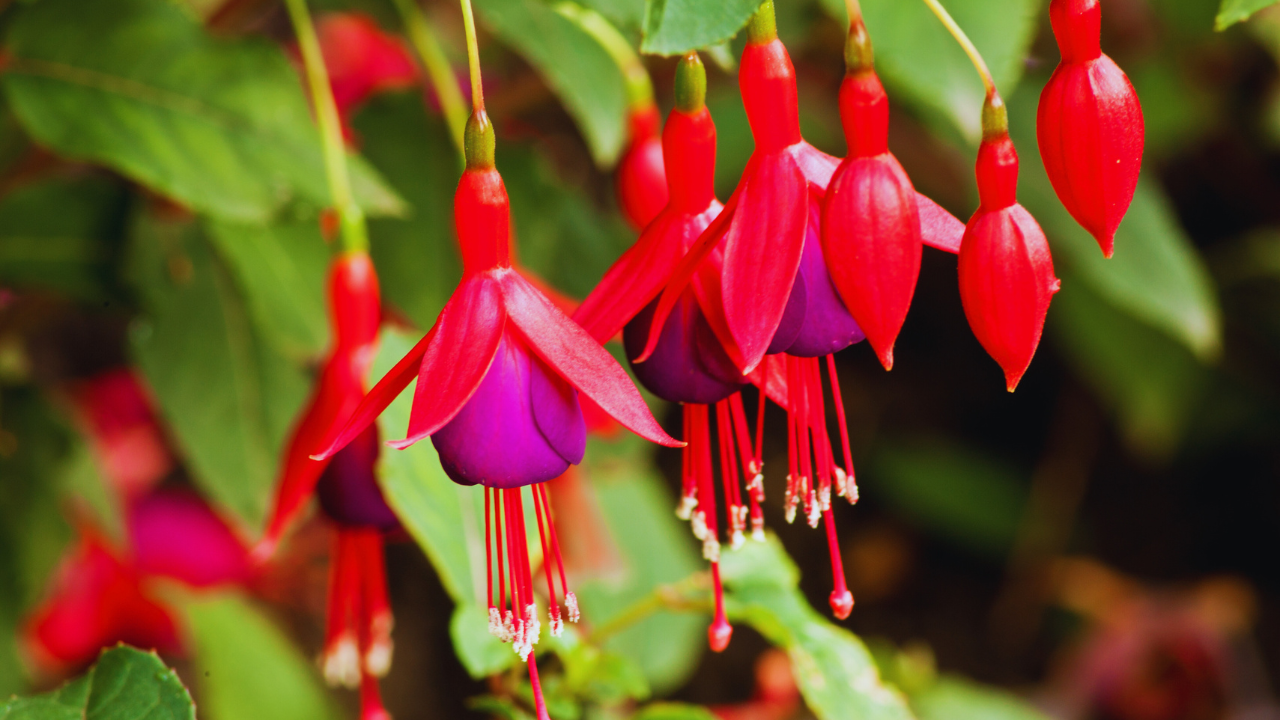 how to plant and grow fuchsia in your garden