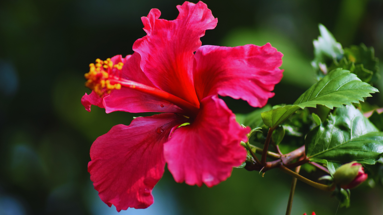 how to grow healthy hibiscus plant in your garden