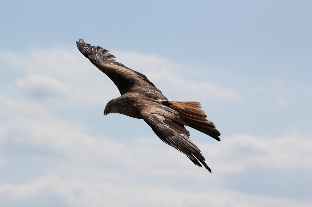 Eagle that attacked toddler in Norway linked to other incidents: authorities