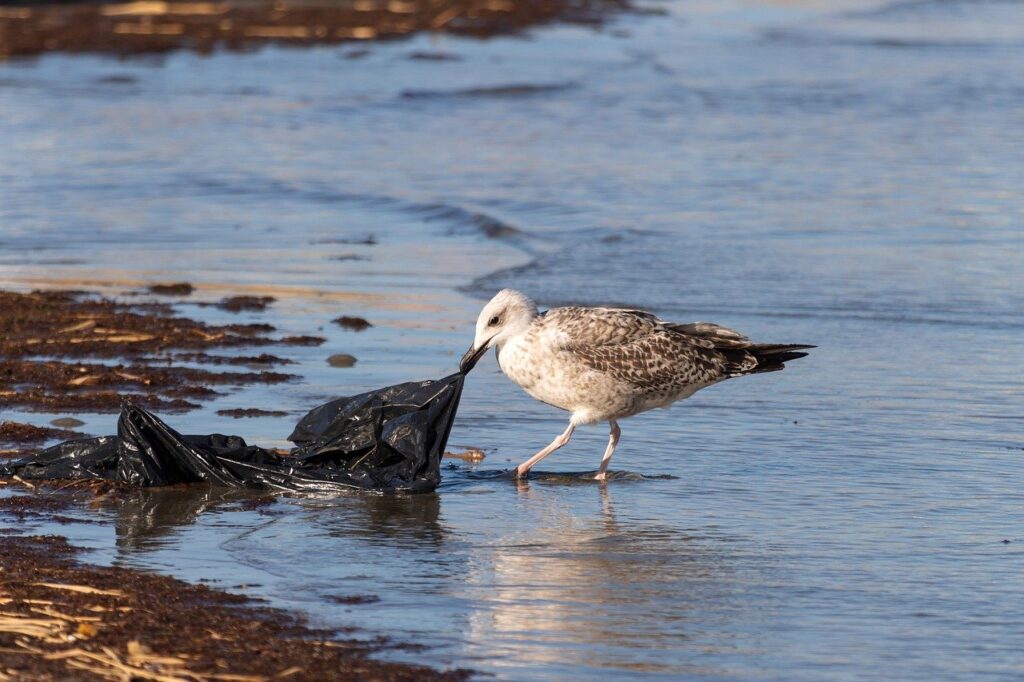 US statewide bans on plastic bags reduced beach pollution: analysis