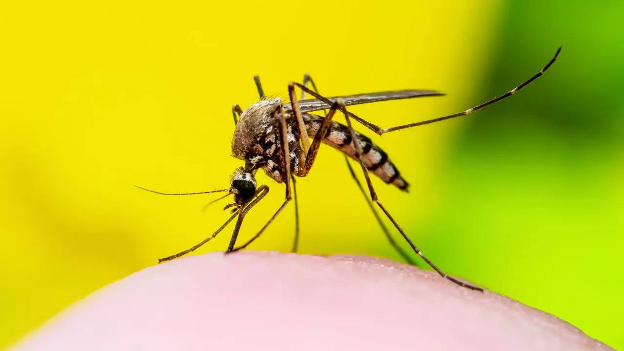 Study Reveals Zika Virus Can Help Treat Childhood Cancer, Symptoms Of This Mosquito-Borne Infection