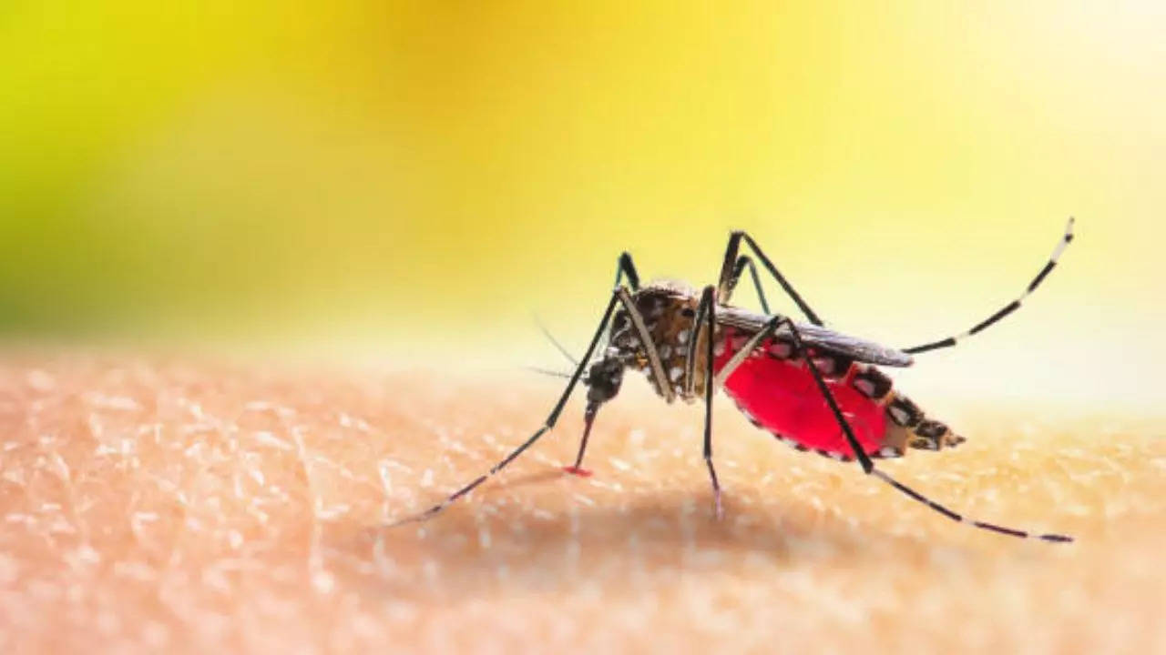 Pune Health Alert: Dengue, Chikungunya, Zika Virus Cases On Rise, Here's How Your Can Keep Yourself Safe