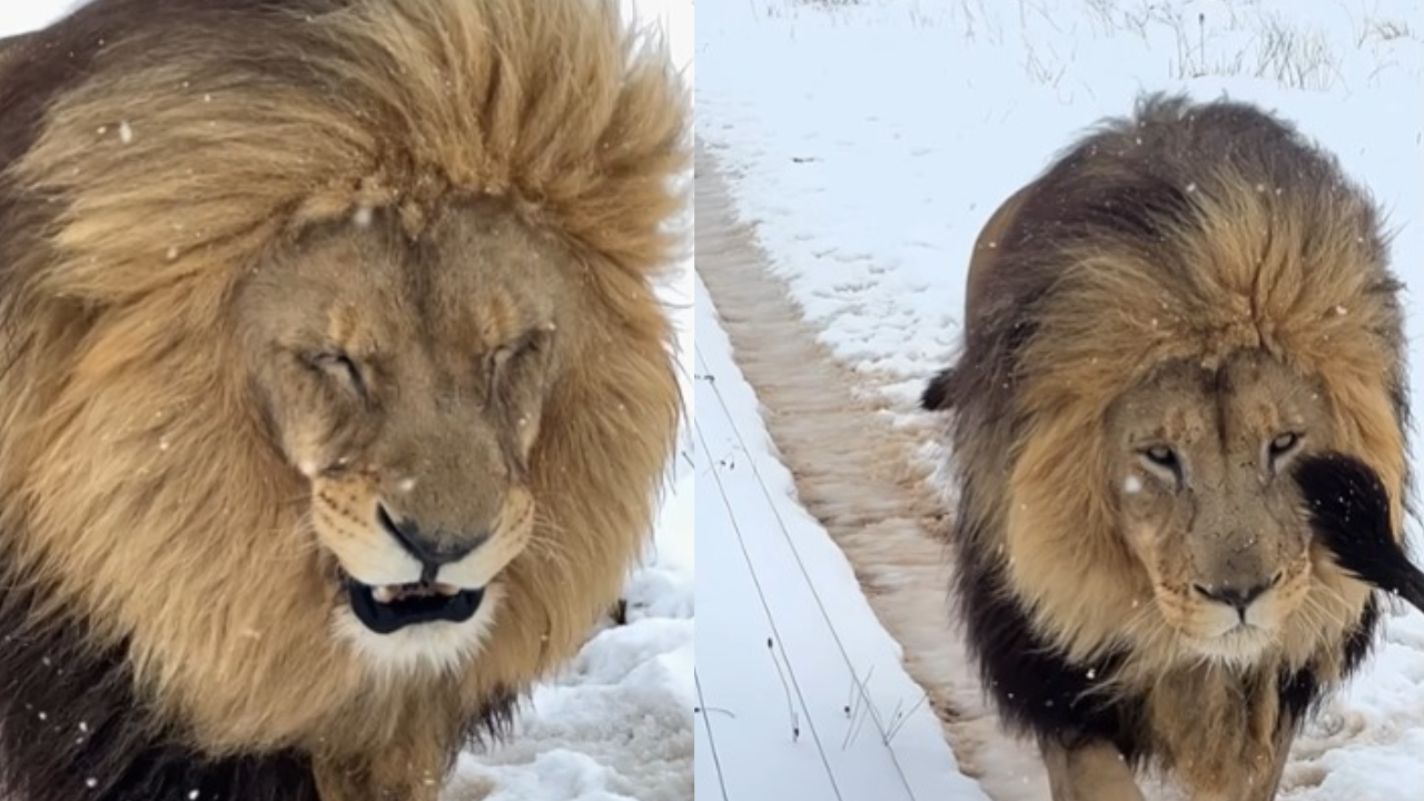 snow much fun! rare snowstorm hits south africa, viral video shows lions frolicking in frosty wonderland