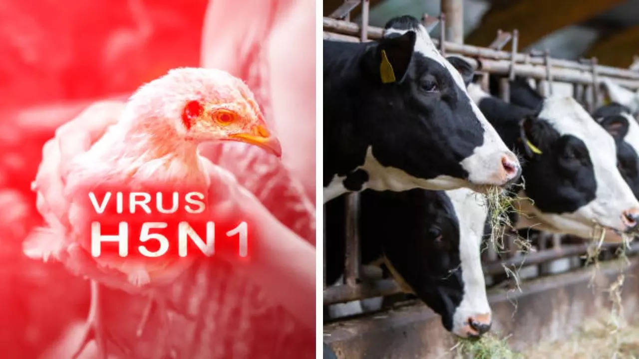 California Confirms Two Dairy Workers Infected With H5N1 Bird Flu, Latest Human Cases in The US