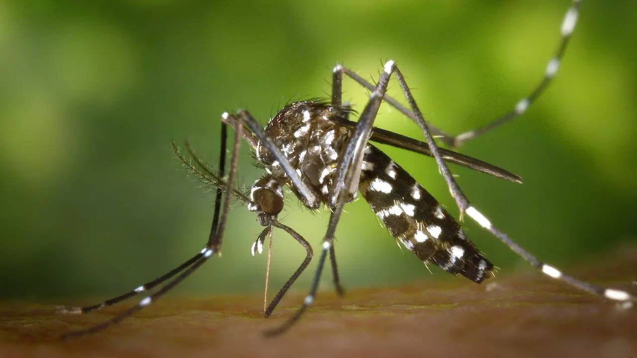 Increase In Dengue, Swine Flu, Chikungunya Cases In Delhi, Say Doctors; Tips To Keep Yourself Protected From These Diseases