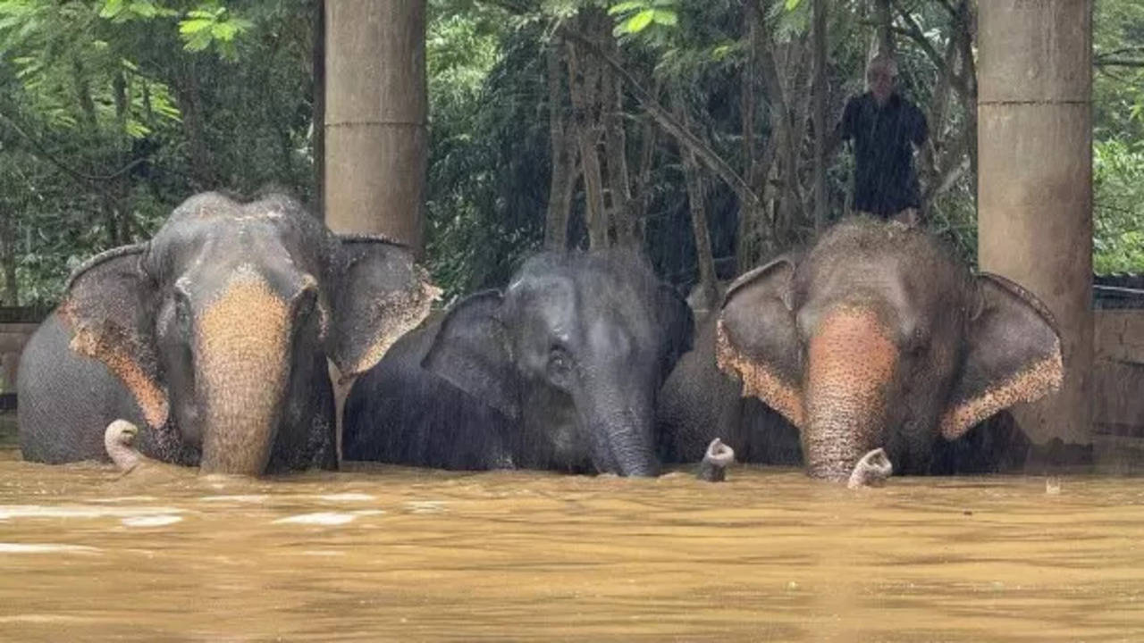 dramatic videos show elephants rescued from flooded chiang mai sanctuary in thailand