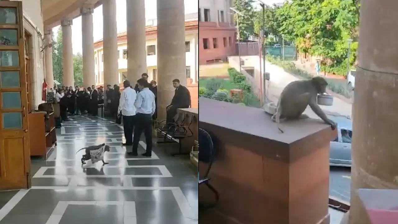 monkey caught on camera stealing lunchbox at the supreme court