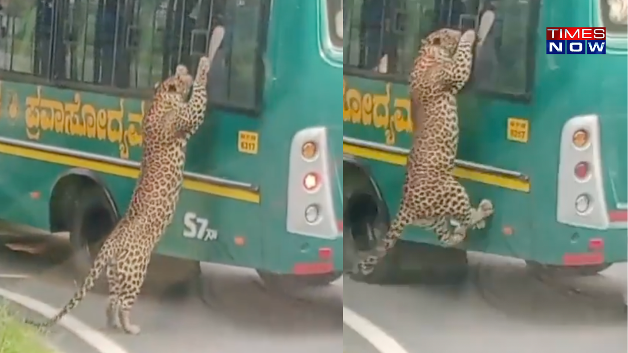 bangalore passengers watch in panic as leopard leaps onto moving bus in bengaluru bannerghatta national park–video