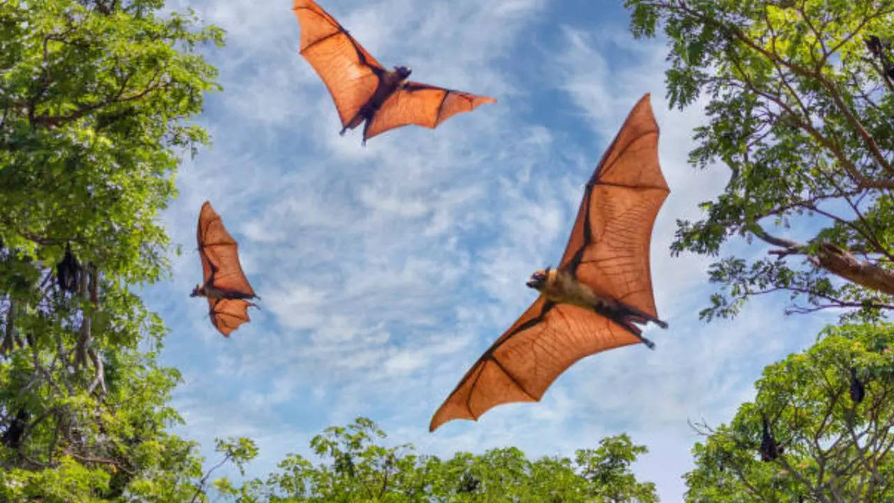 Chicago Concert Attendees May Have Been Exposed To Potentially Rabid Bat Bites, Say Health Officials