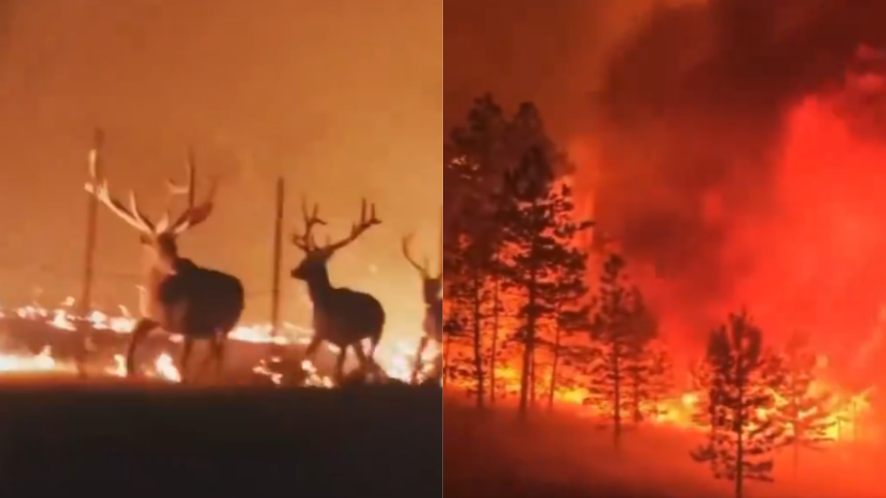 wildfire in wyoming's bighorn national forest expands over 73,000 acres, dramatic visuals surface