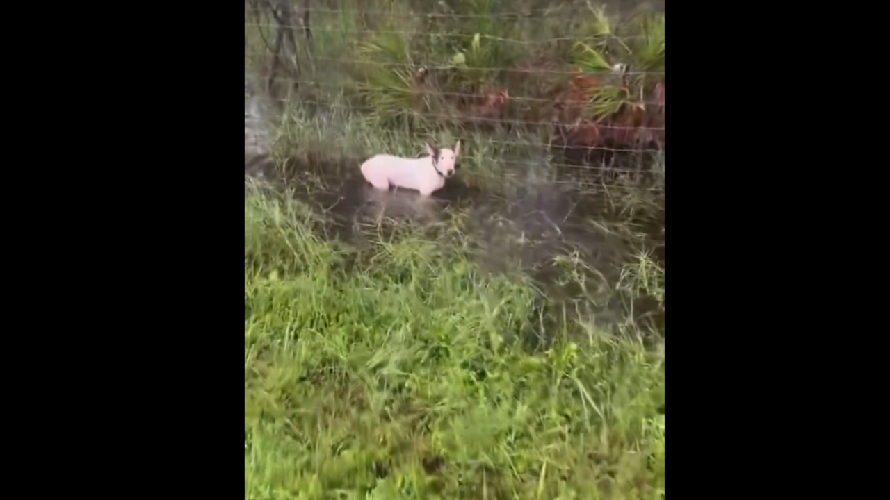 puppy tied to pole on i 75 in florida rescued by fhp troopers ahead of hurricane milton landfall video