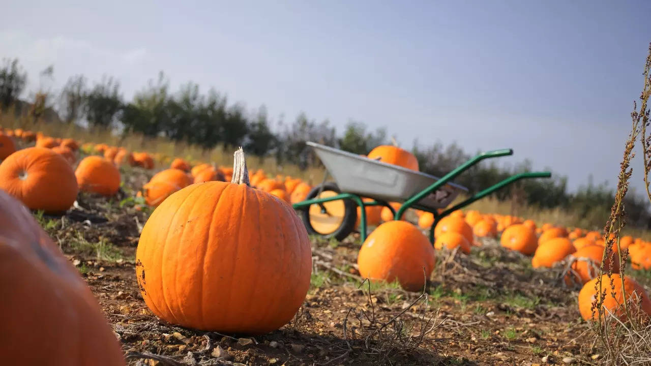 man who won rs 1.25 crore on the lottery has a pumpkin to thank for it