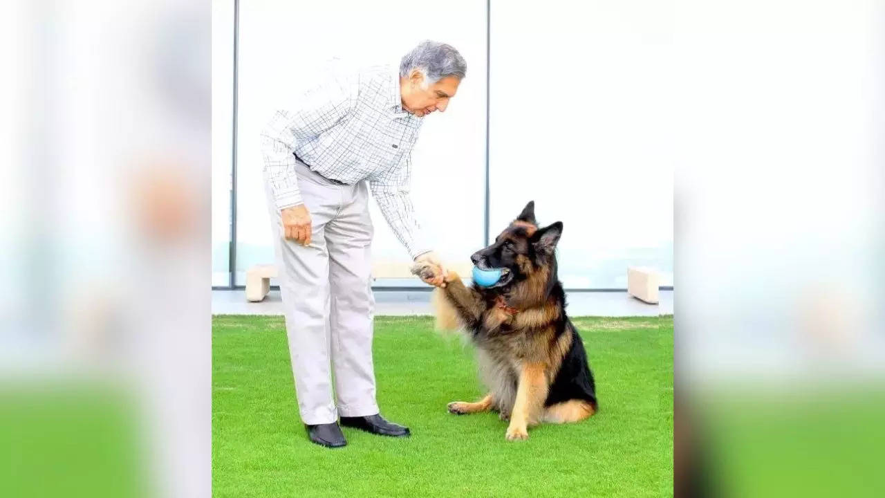 from small animal hospital to skipping a royal invite: a look at ratan tata's compassionfordogs