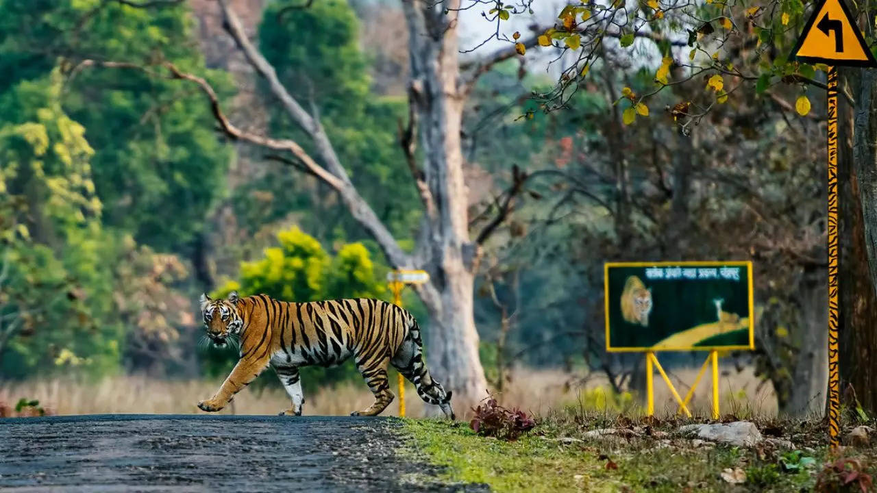 this wildlife park in india will soon offer world's first ever ropeway safari; know everything