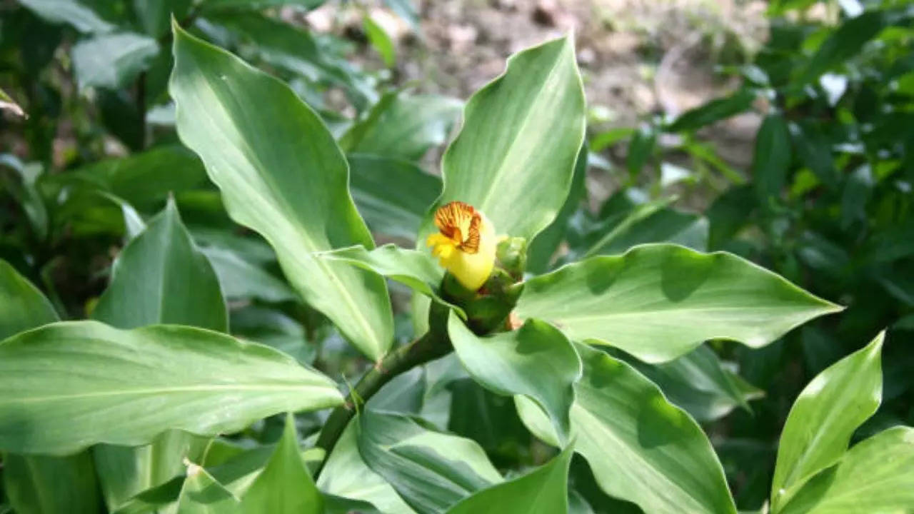 chewing leaves of this plant helps control blood sugar levels, keeps type 2 diabetes in check