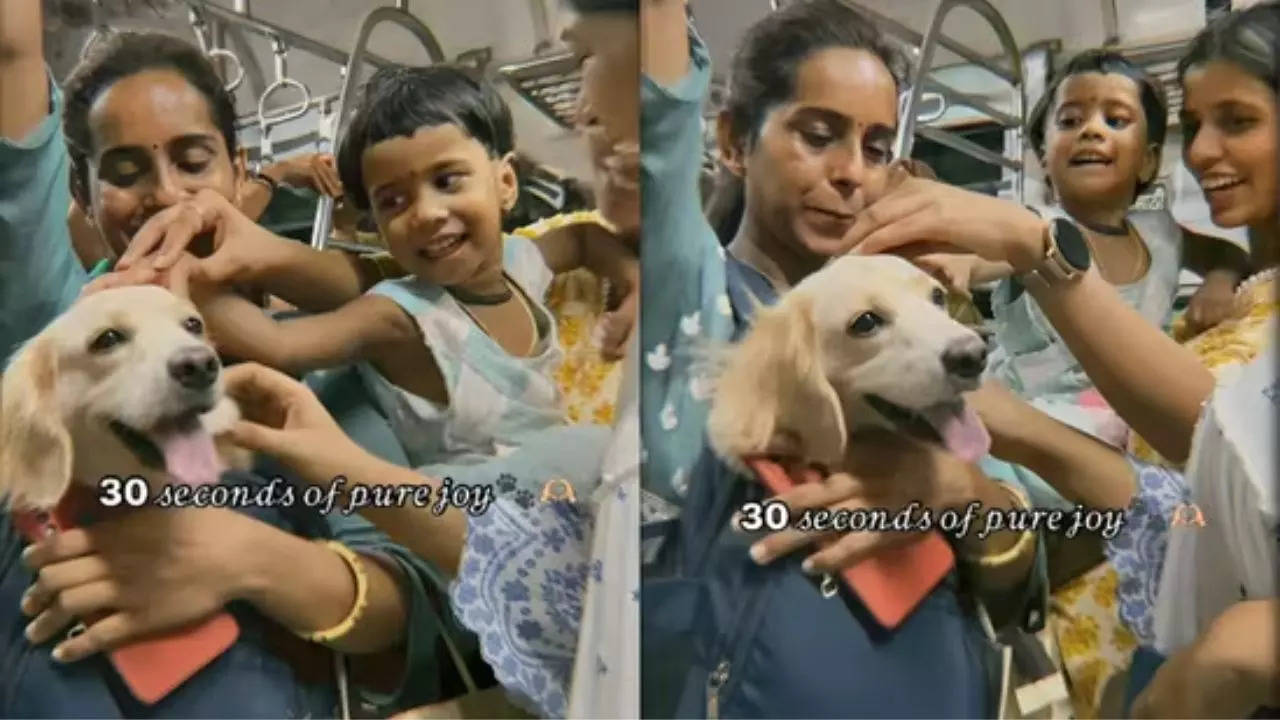 mumbai: golden retriever minnie brings smiles to local train passengers